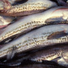 Семьям мобилизованных на Сахалине пообещали по пять килограммов рыбы