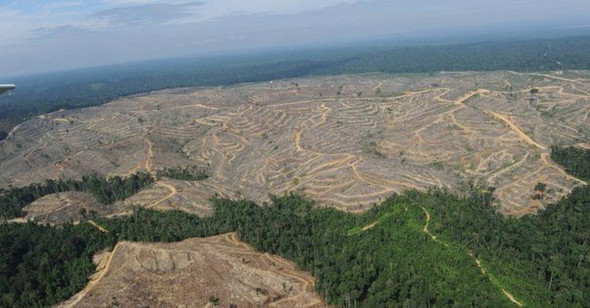 Чиновники «потеряли» миллиард гектаров российского леса