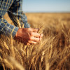 Цена на хлеб уменьшится? - в России предсказали рекордный урожай зерновых в 2022 году