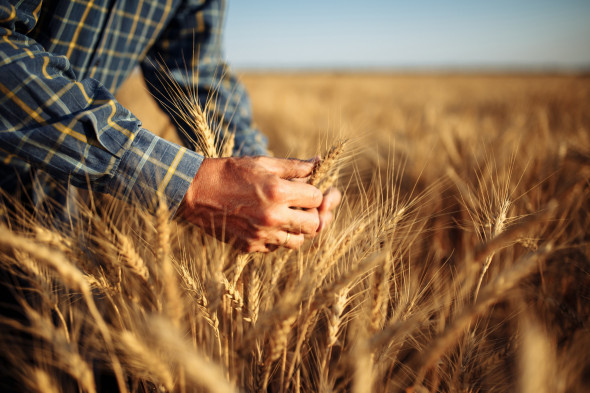 Цена на хлеб уменьшится? - в России предсказали рекордный урожай зерновых в 2022 году