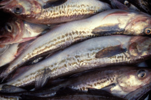 Семьям мобилизованных на Сахалине пообещали по пять килограммов рыбы