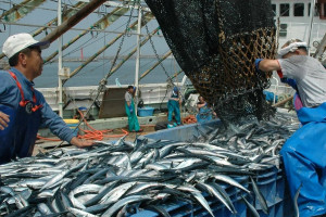 Япония хочет ловить рыбу у Курил как прежде