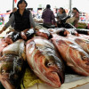 Россия резко увеличила поставки морепродуктов в Китай